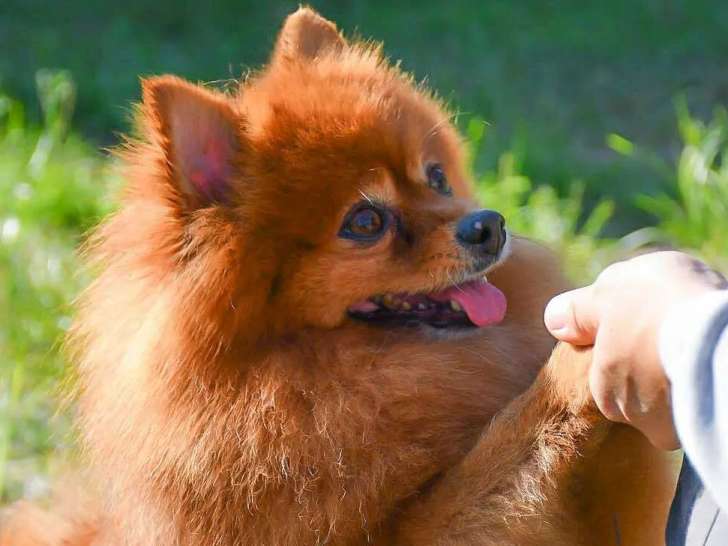 Chien Spitz Nain de 8 ans à la recherche d'une famille