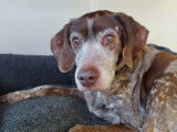 Adoption disponible : chien de 15 ans