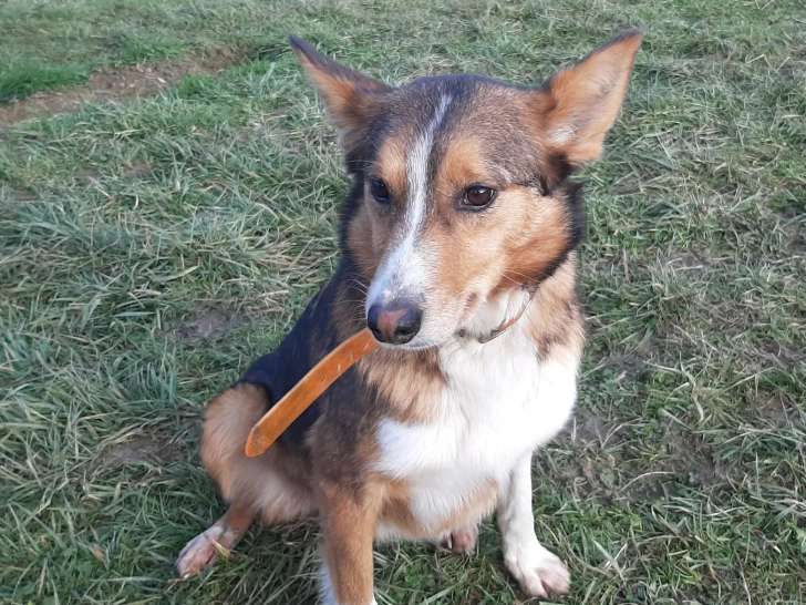 À adopter, chienne de 2 ans