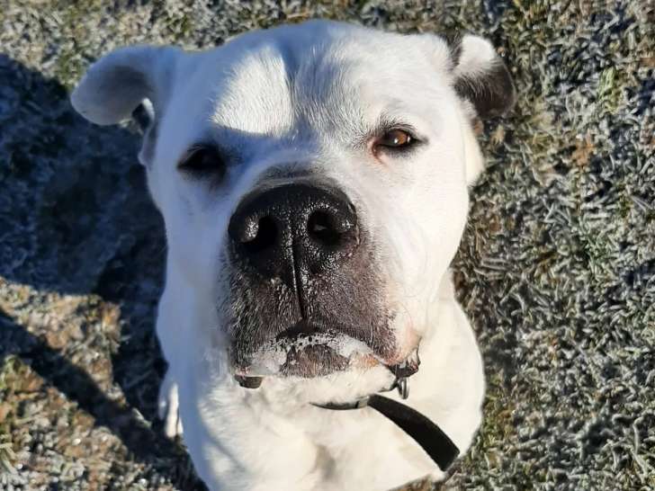 En attente d'adoption, chien Dogue Argentin blanc
