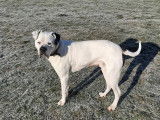 En attente d'adoption, chien Dogue Argentin blanc