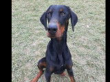 Adoption disponible : chien Dobermann noir et feu