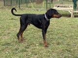 Adoption disponible : chien Dobermann noir et feu