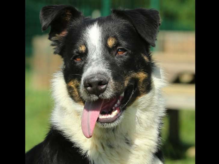 À accueillir : chien de 3 ans