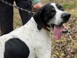 Chien Pointer Anglais de 8 ans disponible à l'adoption