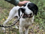 Chien Pointer Anglais de 8 ans disponible à l'adoption