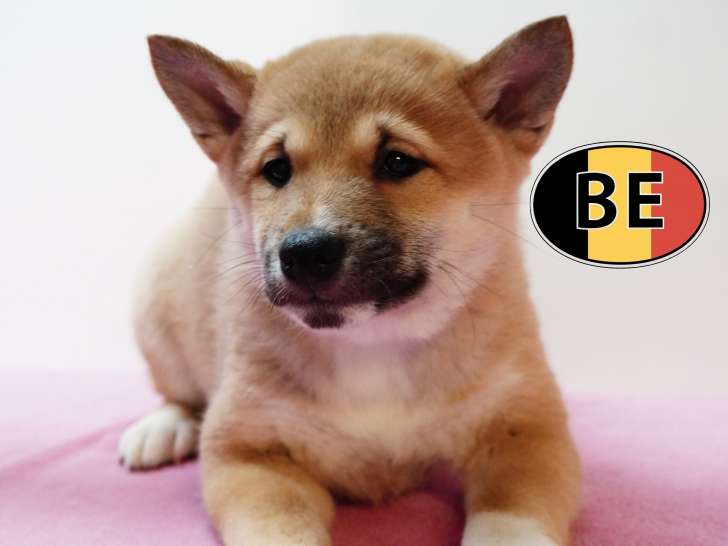 Chiots Shiba Inu loyaux et joueurs à vendre