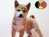 Chiots Shiba Inu loyaux et joueurs à vendre