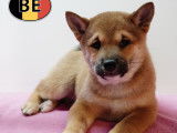Chiots Shiba Inu loyaux et joueurs à vendre