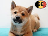 Chiots Shiba Inu loyaux et joueurs à vendre