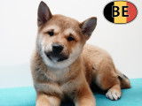 Chiots Shiba Inu loyaux et joueurs à vendre