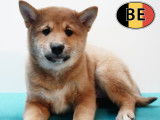 Chiots Shiba Inu loyaux et joueurs à vendre