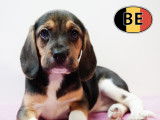 Adorable portée de chiots Beagle à vendre