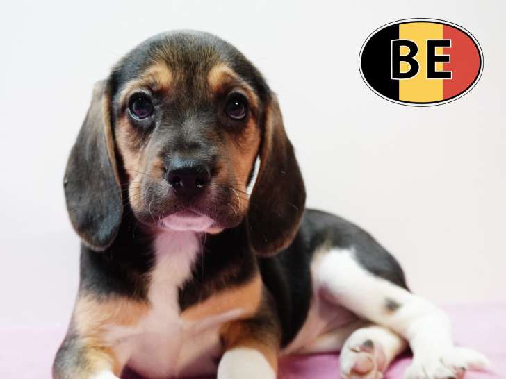 Adorable portée de chiots Beagle à vendre