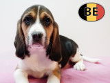 Adorable portée de chiots Beagle à vendre