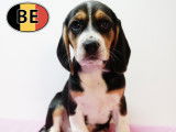 Adorable portée de chiots Beagle à vendre