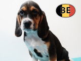 Adorable portée de chiots Beagle à vendre