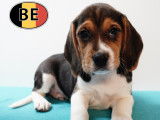 Adorable portée de chiots Beagle à vendre