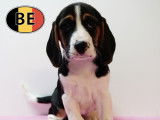 Adorable portée de chiots Beagle à vendre