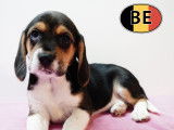 Adorable portée de chiots Beagle à vendre