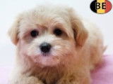Magnifiques chiots femelles Bichon Havanaisà vendre