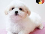 Magnifiques chiots femelles Bichon Havanaisà vendre