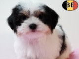 Magnifiques chiots femelles Bichon Havanaisà vendre