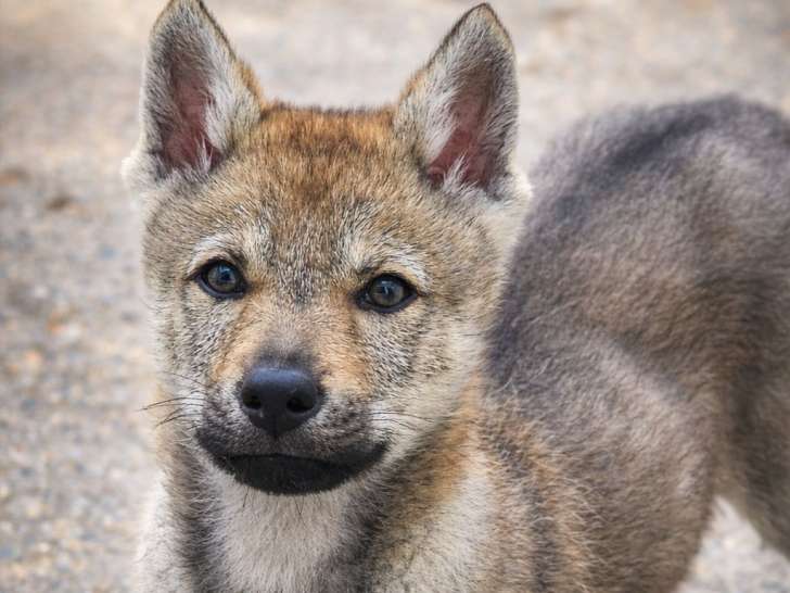 2 chiots Chien Loup Tchécoslovaque
