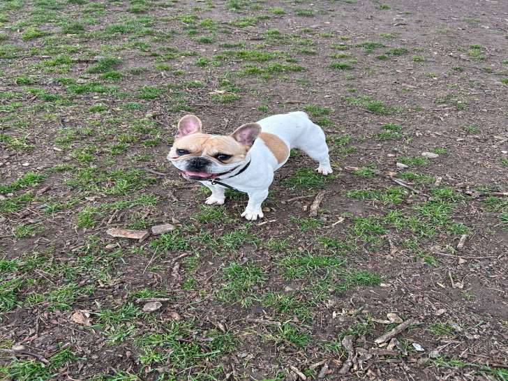 Mâle Bouledogue Français disponible pour saillie