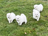 6 chiots Spitz Japonais LOF à vendre