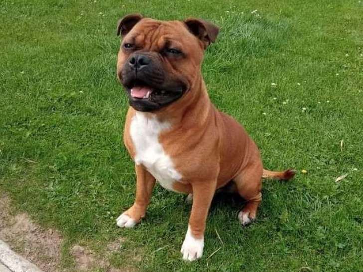 Mâle Staffie LOF disponible pour saillie