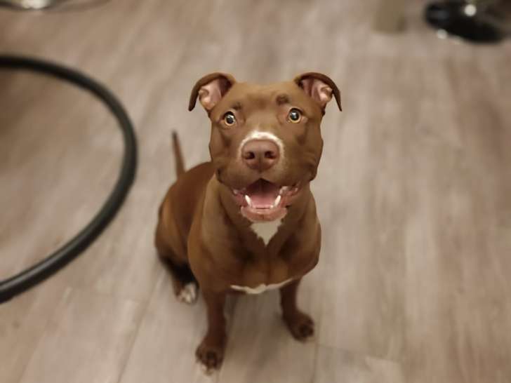 Kiara, femelle Braque à donner