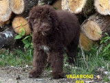 Mâle Lagotto Romagnolo disponible pour saillie