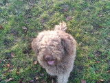 Mâle Lagotto Romagnolo disponible pour saillie