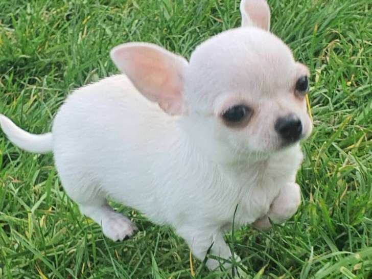 Chiots Chihuahua LOF à vendre