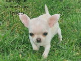 Chiots Chihuahua LOF à vendre