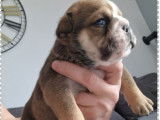 Chiots de race Bouledogue Anglais mâles à vendre