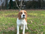 1 chienne Beagle LOF d’un an à vendre