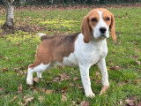 1 chienne Beagle LOF d’un an à vendre