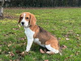 1 chienne Beagle LOF d’un an à vendre