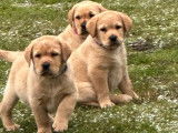 Chiots Labradors Retrievers LOF à vendre, mâles et femelles sable foncé nés en novembre 2025