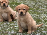 Chiots Labradors Retrievers LOF à vendre, mâles et femelles sable foncé nés en novembre 2025