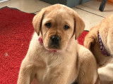 Chiots Labradors Retrievers LOF à vendre, mâles et femelles sable foncé nés en novembre 2025