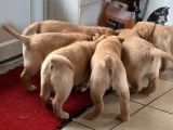 Chiots Labradors Retrievers LOF à vendre, mâles et femelles sable foncé nés en novembre 2025