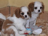 À vendre, 6 chiots Cavaliers King Charles LOF