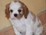 À vendre, 6 chiots Cavaliers King Charles LOF