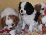À vendre, 6 chiots Cavaliers King Charles LOF