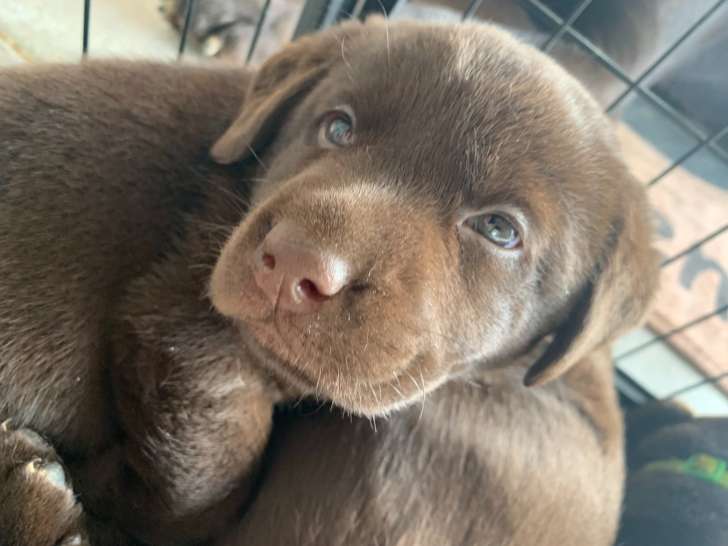 Femelle collier Blanc - disponible