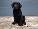 Femelles Labradors Retrievers LOF noires à vendre, des chiots nées en 2025