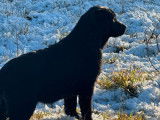 Femelles Labradors Retrievers LOF noires à vendre, des chiots nées en 2025